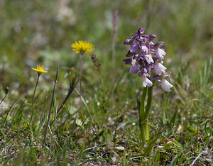Anacamptis morio (Orchidaceae)  - Anacamptide bouffon, Orchis bouffon Alpes-Maritimes [France] 15/04/2008 - 730m