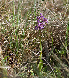 Anacamptis morio (Orchidaceae)  - Anacamptide bouffon, Orchis bouffon Drome [France] 19/04/2008 - 280m