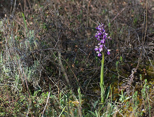 Anacamptis morio (Orchidaceae)  - Anacamptide bouffon, Orchis bouffon Drome [France] 19/04/2008 - 280m
