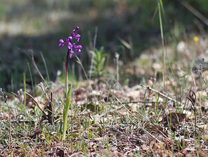 Anacamptis morio subsp. champagneuxii (Orchidaceae)  - Anacamptide de Champagneux, Orchis de Champagneux Var [France] 13/04/2008 - 80m