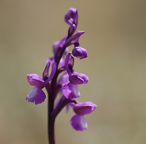 Anacamptis morio subsp. champagneuxii (Orchidaceae)  - Anacamptide de Champagneux, Orchis de Champagneux Var [France] 13/04/2008 - 80m