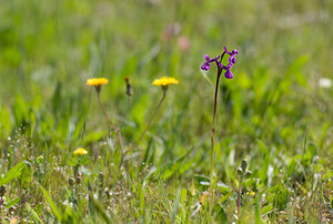 Anacamptis morio subsp. picta (Orchidaceae)  - Anacamptide peinte, Orchis peint Var [France] 13/04/2008 - 130m