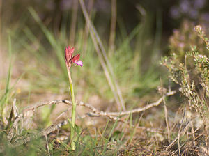 Anacamptis papilionacea (Orchidaceae)  - Anacamptide papilionacée, Orchis papillon Var [France] 12/04/2008 - 130m