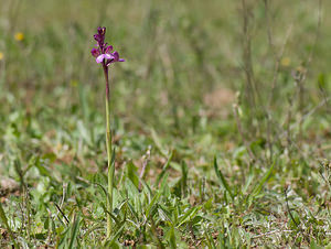 Anacamptis x gennarii (Orchidaceae)  - Anacamptide de Gennari, Orchis de GennariAnacamptis papilionacea x Anacamptis morio subsp. picta. Var [France] 14/04/2008 - 130m