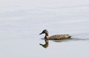 Anas platyrhynchos (Anatidae)  - Canard colvert - Mallard Pas-de-Calais [France] 26/04/2008