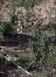 Anthericum liliago (Asparagaceae)  - Phalangère à fleurs de lis, Phalangère petit-lis, Bâton de Saint Joseph, Anthéricum à fleurs de Lis Var [France] 13/04/2008 - 90m