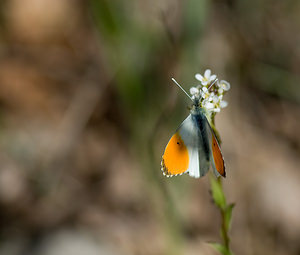 Anthocharis cardamines (Pieridae)  - Aurore - Orange-tip Alpes-Maritimes [France] 15/04/2008 - 460m