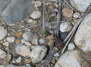 Cicindela maroccana (Carabidae)  Alpes-Maritimes [France] 15/04/2008 - 730m