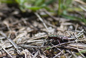 Cicindela maroccana (Carabidae)  Alpes-Maritimes [France] 15/04/2008 - 730m