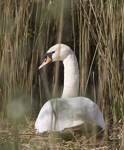 Cygnus olor (Anatidae)  - Cygne tuberculé - Mute Swan Pas-de-Calais [France] 26/04/2008