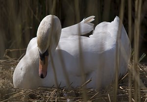 Cygnus olor (Anatidae)  - Cygne tuberculé - Mute Swan Pas-de-Calais [France] 26/04/2008