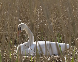 Cygnus olor (Anatidae)  - Cygne tuberculé - Mute Swan Pas-de-Calais [France] 26/04/2008