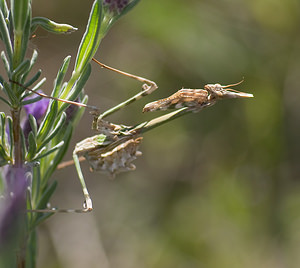 Empusa pennata (Empusidae)  - Empuse commune, Diablotin Var [France] 13/04/2008 - 90m