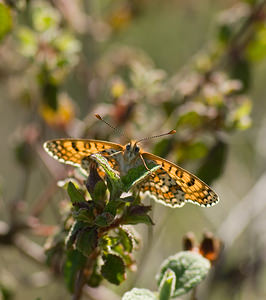 Euphydryas aurinia (Nymphalidae)  - Damier de la Succise - Marsh Fritillary Var [France] 13/04/2008 - 130m