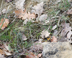 Eurranthis plummistaria (Geometridae)  - Fidonie plumeuse, Plumet provençal Alpes-de-Haute-Provence [France] 17/04/2008 - 500m