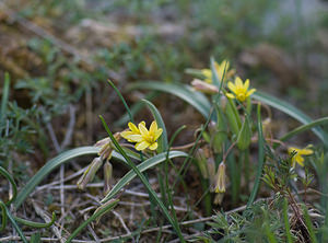 Gagea reverchonii (Liliaceae)  - Gagée de Reverchon, Gagée de Burnat Alpes-Maritimes [France] 15/04/2008 - 1110m