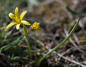 Gagea reverchonii (Liliaceae)  - Gagée de Reverchon, Gagée de Burnat Alpes-Maritimes [France] 15/04/2008 - 1110m