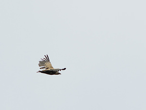 Gyps fulvus (Accipitridae)  - Vautour fauve - Eurasian Griffon Vulture Drome [France] 18/04/2008 - 670m