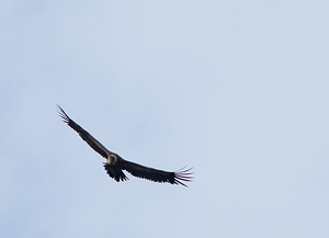 Gyps fulvus (Accipitridae)  - Vautour fauve - Eurasian Griffon Vulture Drome [France] 18/04/2008 - 660m