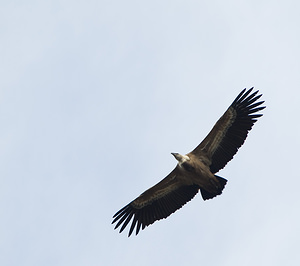 Gyps fulvus (Accipitridae)  - Vautour fauve - Eurasian Griffon Vulture Drome [France] 18/04/2008 - 660m