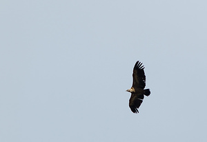 Gyps fulvus (Accipitridae)  - Vautour fauve - Eurasian Griffon Vulture Drome [France] 18/04/2008 - 670m