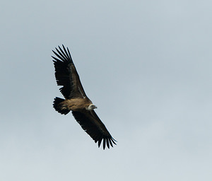 Gyps fulvus (Accipitridae)  - Vautour fauve - Eurasian Griffon Vulture Drome [France] 18/04/2008 - 690m