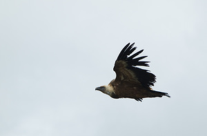 Gyps fulvus (Accipitridae)  - Vautour fauve - Eurasian Griffon Vulture Drome [France] 18/04/2008 - 690m