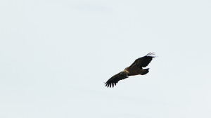 Gyps fulvus (Accipitridae)  - Vautour fauve - Eurasian Griffon Vulture Drome [France] 18/04/2008 - 690m