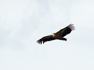 Gyps fulvus (Accipitridae)  - Vautour fauve - Eurasian Griffon Vulture Drome [France] 18/04/2008 - 740m