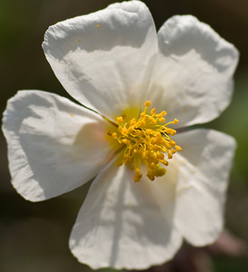 Helianthemum apenninum (Cistaceae)  - Hélianthème des Apennins - White Rock-rose Herault [France] 09/04/2008 - 240m