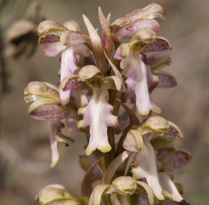 Himantoglossum robertianum (Orchidaceae)  - Barlie de Robert Bouches-du-Rhone [France] 11/04/2008 - 110m