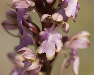 Himantoglossum robertianum (Orchidaceae)  - Barlie de Robert Bouches-du-Rhone [France] 11/04/2008 - 110m