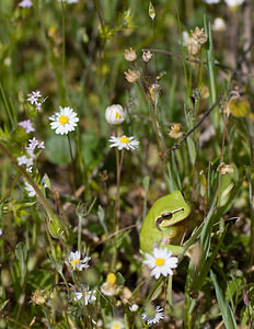 Hyla meridionalis (Hylidae)  - Rainette méridionale - Stripeless Tree Frog Var [France] 13/04/2008 - 80m