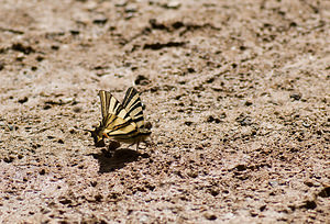 Iphiclides podalirius (Papilionidae)  - Flambé - Scarce Swallowtail Var [France] 13/04/2008 - 140m