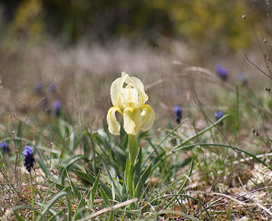 Iris lutescens (Iridaceae)  - Iris jaunissant, Iris jaunâtre, Iris nain Var [France] 12/04/2008 - 450m