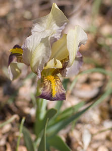 Iris lutescens (Iridaceae)  - Iris jaunissant, Iris jaunâtre, Iris nain Var [France] 12/04/2008 - 450m