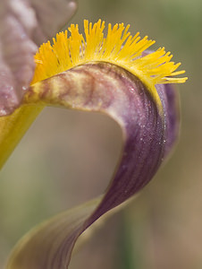 Iris lutescens Iris jaunissant, Iris jaunâtre, Iris nain