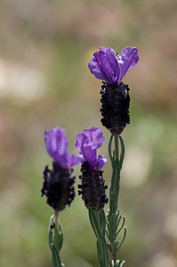 Lavandula stoechas (Lamiaceae)  - Lavande stoechade, Lavande papillon, Lavande stéchade Var [France] 13/04/2008 - 80m