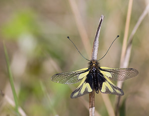 Libelloides coccajus (Ascalaphidae)  - Ascalaphe soufré Var [France] 14/04/2008 - 130m