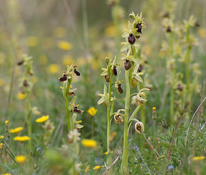 Ophrys aranifera (Orchidaceae)  - Ophrys araignée, Oiseau-coquet - Early Spider-orchid Herault [France] 09/04/2008 - 250m
