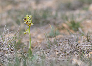 Ophrys virescens (Orchidaceae)  - Ophrys verdissant Alpes-de-Haute-Provence [France] 16/04/2008 - 510m