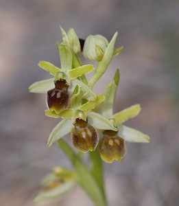 Ophrys virescens (Orchidaceae)  - Ophrys verdissant Alpes-de-Haute-Provence [France] 16/04/2008 - 510m