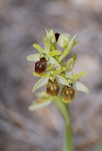 Ophrys virescens (Orchidaceae)  - Ophrys verdissant Alpes-de-Haute-Provence [France] 16/04/2008 - 510m