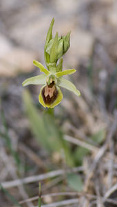 Ophrys virescens (Orchidaceae)  - Ophrys verdissant Alpes-de-Haute-Provence [France] 16/04/2008 - 510m