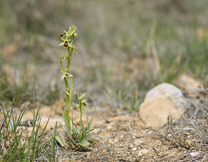Ophrys virescens (Orchidaceae)  - Ophrys verdissant Alpes-de-Haute-Provence [France] 16/04/2008 - 500m