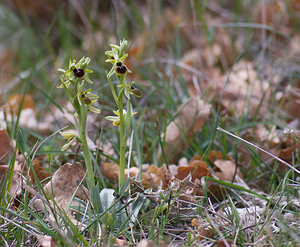 Ophrys virescens (Orchidaceae)  - Ophrys verdissant Alpes-de-Haute-Provence [France] 17/04/2008 - 670m