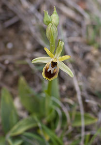 Ophrys virescens (Orchidaceae)  - Ophrys verdissant Alpes-de-Haute-Provence [France] 17/04/2008 - 640m