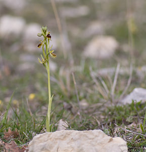 Ophrys virescens (Orchidaceae)  - Ophrys verdissant Alpes-de-Haute-Provence [France] 17/04/2008 - 640m