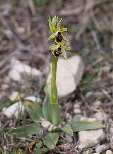 Ophrys virescens (Orchidaceae)  - Ophrys verdissant Alpes-de-Haute-Provence [France] 17/04/2008 - 640m