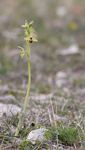 Ophrys virescens (Orchidaceae)  - Ophrys verdissant Alpes-de-Haute-Provence [France] 17/04/2008 - 640m